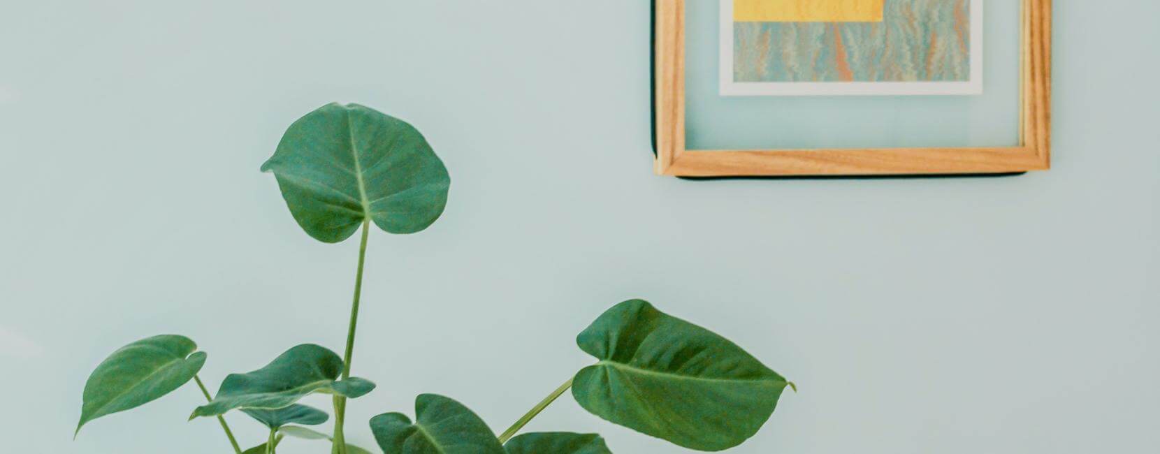 plants