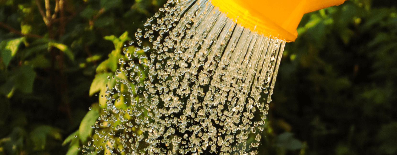 Watering can being used in garden