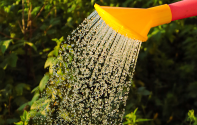 Watering can being used in garden