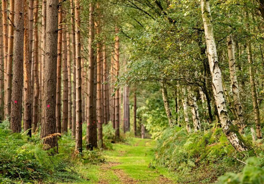 Sherwood Forest